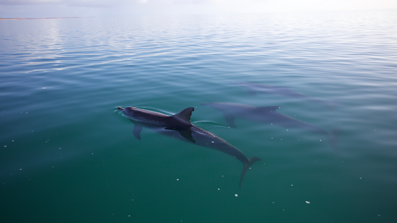 A trio of allied male dolphins hanging out.